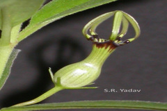 Ceropegia noorjahaniae
